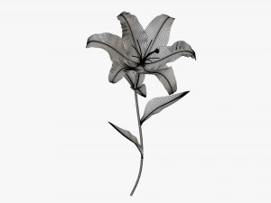 flower lily 02 3D Model