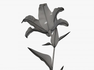 flower lily 02 Model 3D