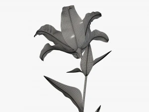 flower lily 02 3D Model