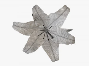 flower lily 02 3D Model