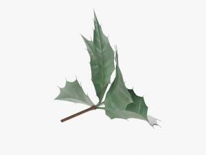 Leaves and fruit 3D 模型