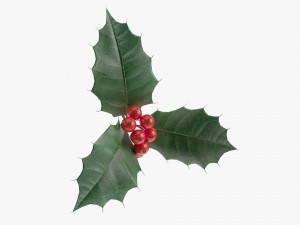 Leaves and fruits 3D 模型