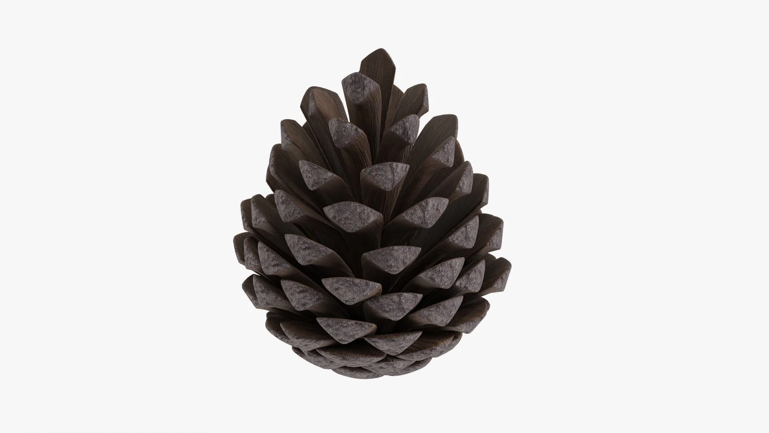 Pine cone 3D Model .c4d .max .obj .3ds .fbx .stl .blend 