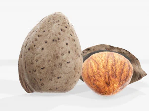 Almond nuts 01 3D Model