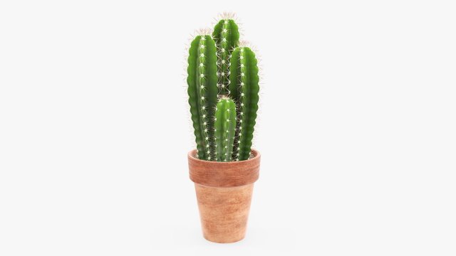 Cactus in planter pot plant 01 3D Model .c4d .max .obj .3ds .fbx .stl .blend 