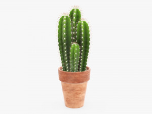 Cactus in planter pot plant 01 3D Model