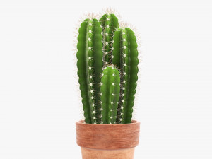 Cactus in planter pot plant 01 3D Model