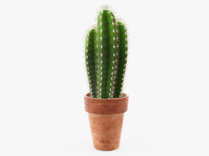 Cactus in planter pot plant 01 3D Model