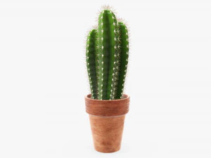 Cactus in planter pot plant 01 3D Model