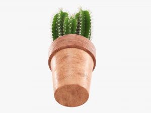 Cactus in planter pot plant 01 3D Model
