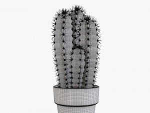 Cactus in planter pot plant 01 3D Model