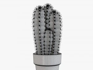 Cactus in planter pot plant 01 3D Model