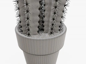 Cactus in planter pot plant 01 3D Model