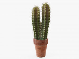 Cactus in planter pot plant 02 Modelo 3D