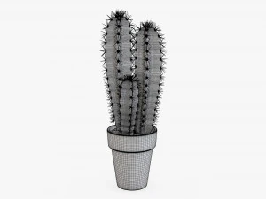 Cactus en maceta planta 02 Modelo 3D