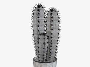 Cactus en maceta planta 02 Modelo 3D