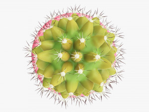 Actus plant in pot Modelo 3D
