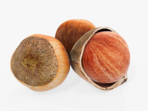 Hazelnuts 01 3D Model