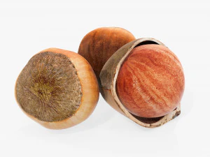 Orzechy laskowe 01 Model 3D