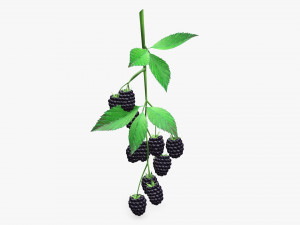 Blackberries on branch with leaves 3D Model