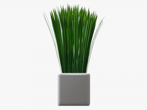 Decorative potted long grass Modelo 3D