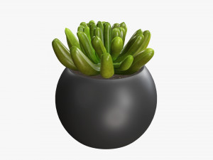 Decorative potted plant 01 3D Model