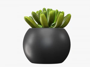 Decorative potted plant 01 3D Model