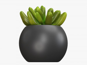 Decorative potted plant 01 Modello 3D