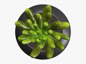 Decorative potted plant 01 Modello 3D
