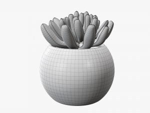 Decorative potted plant 01 Modello 3D