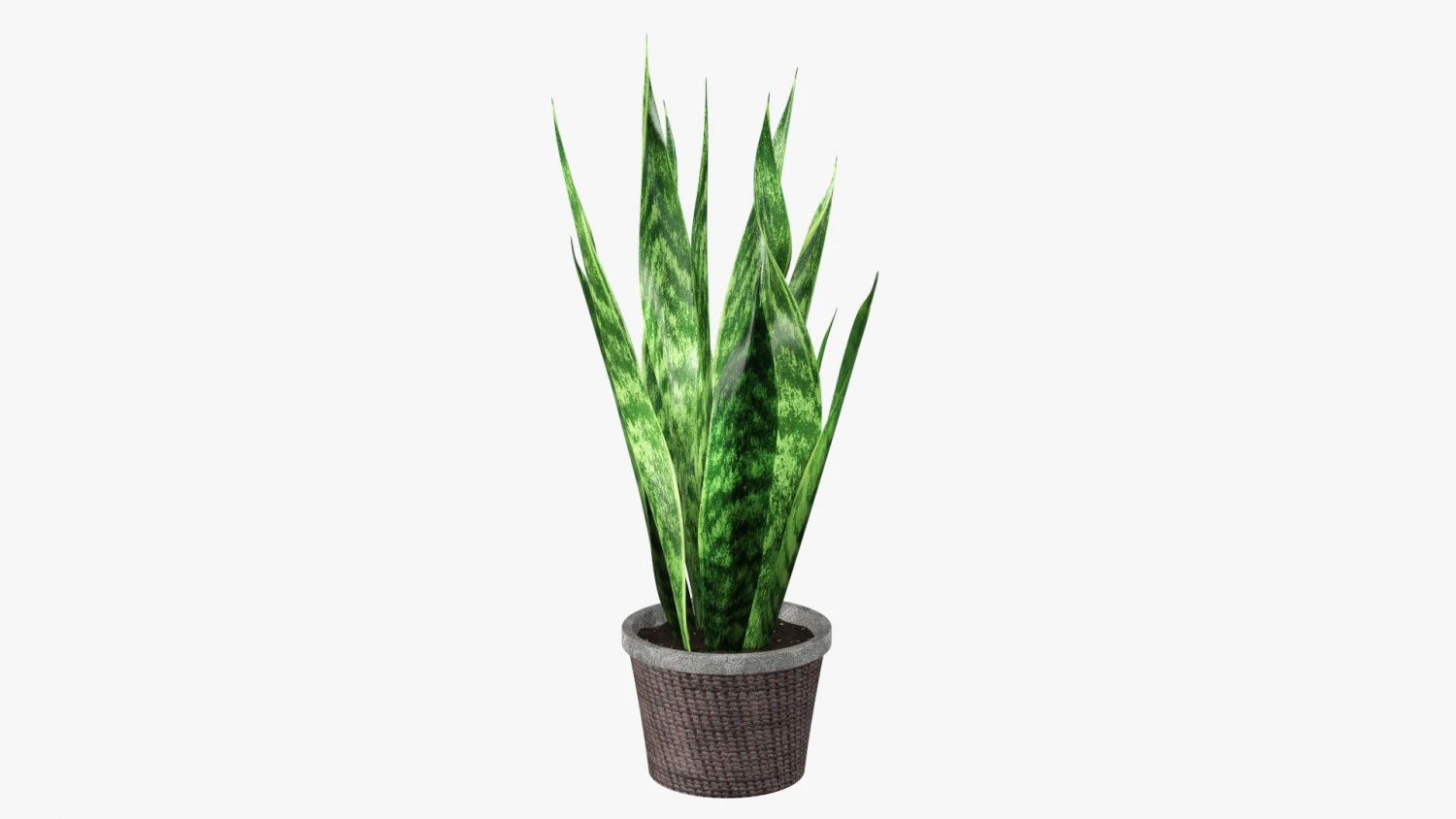 Decorative potted plant 02 3D Model .c4d .max .obj .3ds .fbx .stl .blend 
