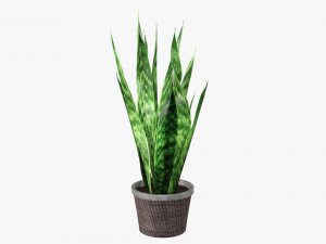 Decorative potted plant 02 3D Model