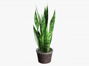 Decorative potted plant 02 3D Model