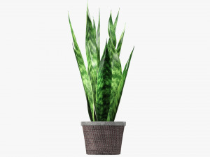 Decorative potted plant 02 Modelo 3D