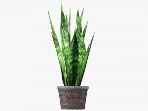 Decorative potted plant 02 3D Model