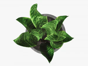 Decorative potted plant 02 3D Model