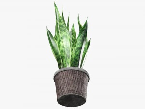 Decorative potted plant 02 3D Model
