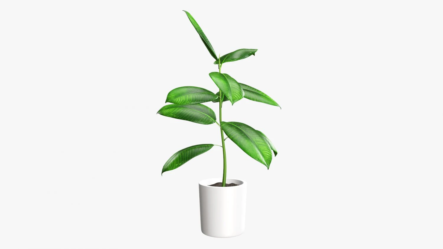 Decorative potted plant 03 3D Model .c4d .max .obj .3ds .fbx .stl .blend