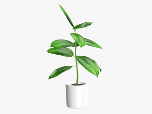 Decorative potted plant 03 Modelo 3D