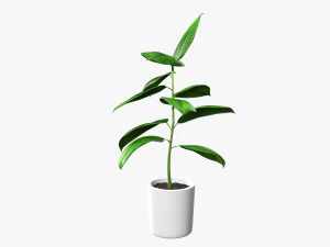Decorative potted plant 03 3D Model