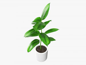 Decorative potted plant 03 3D Model