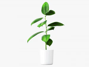 Decorative potted plant 03 3D Model