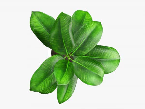 Decorative potted plant 03 3D Model