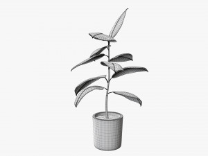 Decorative potted plant 03 Modelo 3D