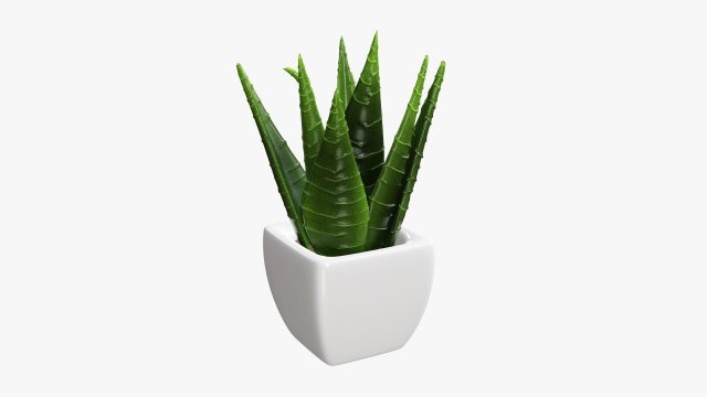 Decorative potted plant 05 3Dモデル .c4d .max .obj .3ds .fbx .stl .blend 
