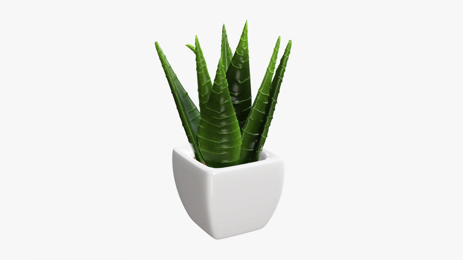 Decorative potted plant 05 3D Model .c4d .max .obj .3ds .fbx .stl .blend 