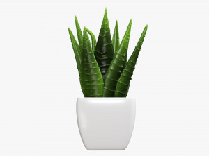 Decorative potted plant 05 3Dモデル