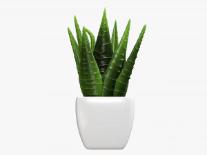 Decorative potted plant 05 3D Model