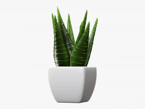 Decorative potted plant 05 3D Model