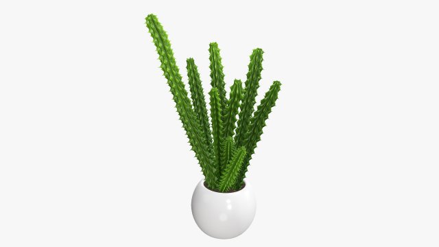 Decorative potted plant 07 Model 3D .c4d .max .obj .3ds .fbx .stl .blend 